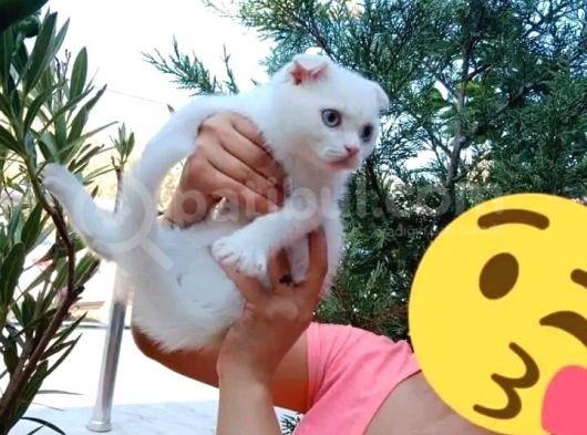 2 Yavru 1 Yetişkin Kedicikler görsel