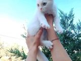 2 Yavru 1 Yetişkin Kedicikler