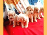 Whi̇te Poodle Yavrularimiz Pet Pasaportlu
