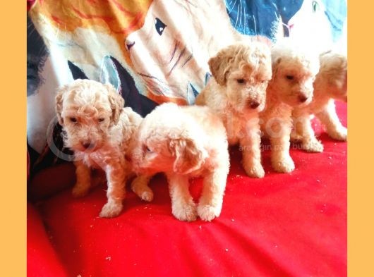 Whi̇te Poodle Yavrularimiz Pet Pasaportlu