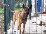 Safkan Belçi̇ka Malinoi̇s Yavrulari