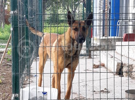 Safkan Belçi̇ka Malinoi̇s Yavrulari