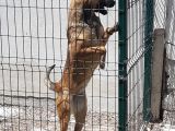Safkan Belçi̇ka Malinoi̇s Yavrulari