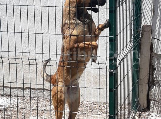 Safkan Belçi̇ka Malinoi̇s Yavrulari görsel