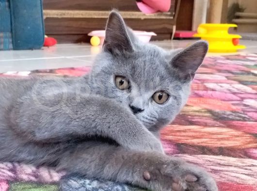 Aşıları Tam Sağlıklı Ve Oyuncu Yavru