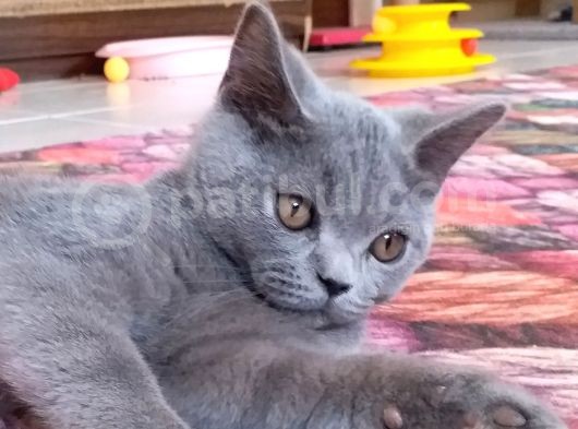 Aşıları Tam Sağlıklı Ve Oyuncu Yavru görsel