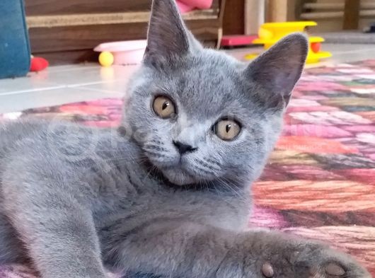 Aşıları Tam Sağlıklı Ve Oyuncu Yavru görsel