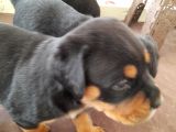 Evimiz De Beslediğimiz Eğitimli Alman Rottweiler Yavruları