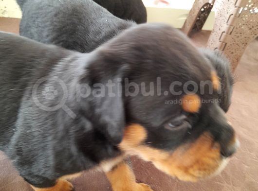 Evimiz De Beslediğimiz Eğitimli Alman Rottweiler Yavruları görsel