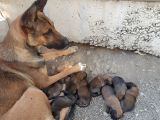 Safkan Belçi̇ka Malinoi̇s Yavrulari