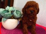 Karamellll Toypoodle ‘In Birbirinden Sevimli Bebekleri