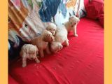 Whi̇te Poodle Yavrularimiz Pet Pasaportlu