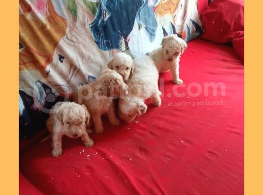 Whi̇te Poodle Yavrularimiz Pet Pasaportlu görsel