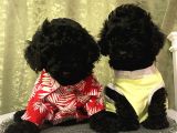Mükemmel Toypoodle Bebekler