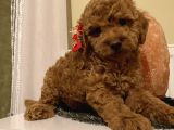 Sağlık Ve Ömür Boyu Irk Garantili Poodle Bebekler