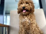 Di̇şi̇ Red 4 Aylik Poodle Yavrumuz