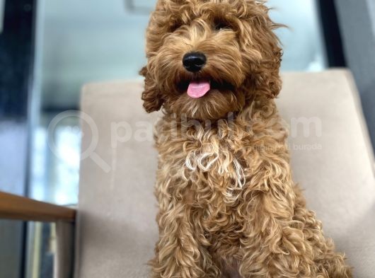 Di̇şi̇ Red 4 Aylik Poodle Yavrumuz görsel