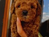 Ev Ortamında Büyüyen Toypoodle Bebekler