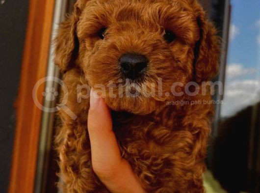 Ev Ortamında Büyüyen Toypoodle Bebekler görsel