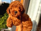 Ev Doğumlu ToyPoodle Bebekler