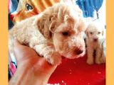 Hari̇ka Kali̇tede Poodle Yavrularimiz 4 Di̇şi̇