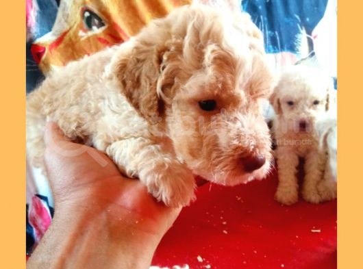 Hari̇ka Kali̇tede Poodle Yavrularimiz 4 Di̇şi̇