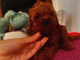 Karamellll Toypoodle ‘In Birbirinden Sevimli Bebekleri