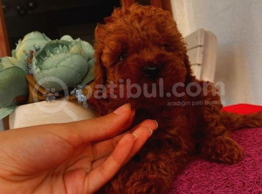 Karamellll Toypoodle ‘In Birbirinden Sevimli Bebekleri görsel