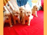 Hari̇ka Kali̇tede Poodle Yavrularimiz 4 Di̇şi̇