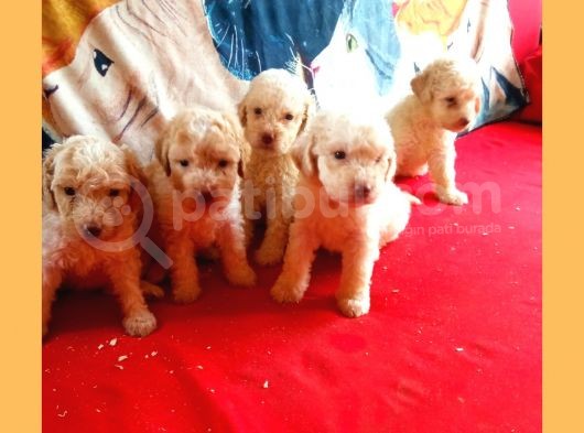 Hari̇ka Kali̇tede Poodle Yavrularimiz 4 Di̇şi̇ görsel