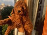 Sağlık Ve Ömür Boyu Irk Garantili Poodle Bebekler