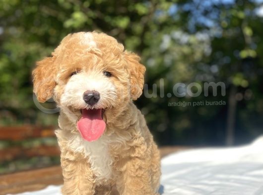 Parti̇colour Özel Renk Poodle Bebeği̇mi̇z