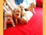 Hari̇ka Kali̇tede Poodle Yavrularimiz 4 Di̇şi̇