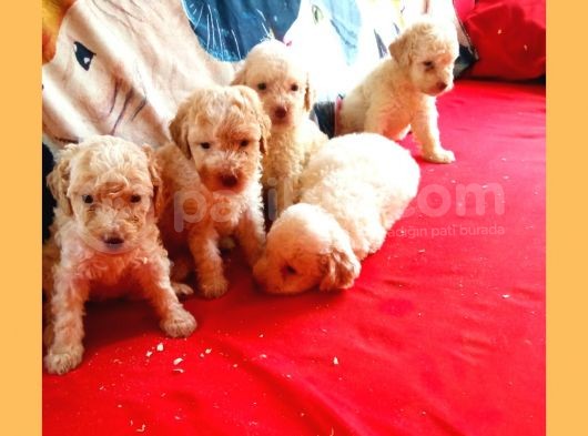 Hari̇ka Kali̇tede Poodle Yavrularimiz 4 Di̇şi̇ görsel