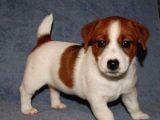 Jack Russell Yavruları Mama Ve Malzeme Kampanyalı