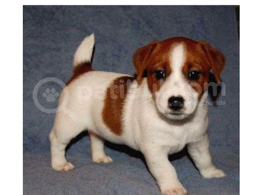 Jack Russell Yavruları Mama Ve Malzeme Kampanyalı görsel
