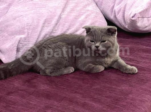Aşilari Yapilmiş Dört Aylik Erkek Scotti̇sh Fold görsel