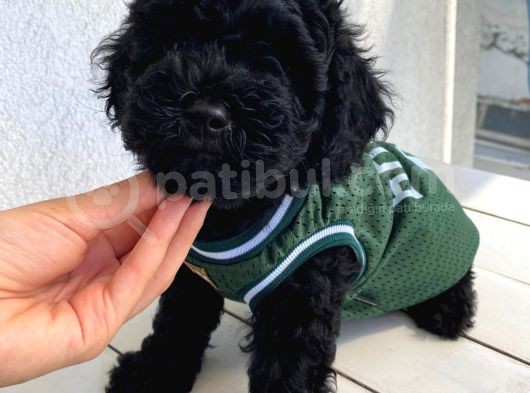 Muhteşem Black Toypoodle Bebekler görsel