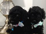 Muhteşem Black Toypoodle Bebekler