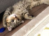 Scotish Fold Golden Tabby Tatlı Oğlumuz