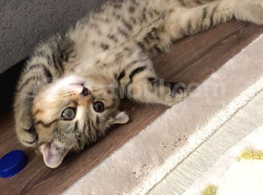Scotish Fold Golden Tabby Tatlı Oğlumuz