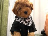 Mükemmel Toypoodle Bebekler