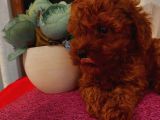 Karamellll Toypoodle ‘In Birbirinden Sevimli Bebekleri