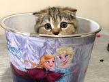 Scotish Fold Golden Tabby Tatlı Oğlumuz