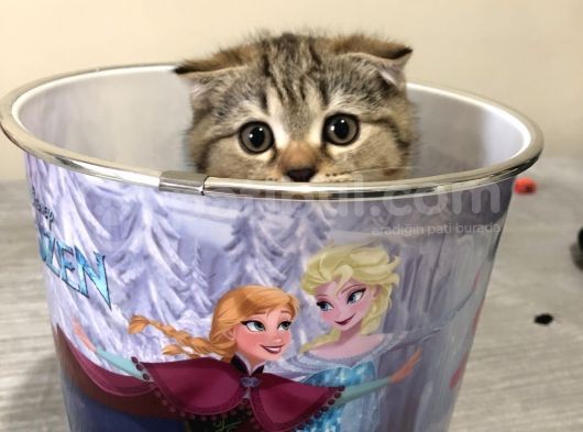 Scotish Fold Golden Tabby Tatlı Oğlumuz görsel