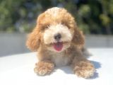 Çeşi̇t Çeşi̇t Malti̇poo Bebekler