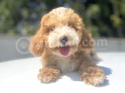 Çeşi̇t Çeşi̇t Malti̇poo Bebekler görsel