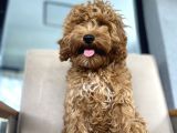 Di̇şi̇ Red 4 Aylik Poodle Yavrumuz