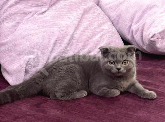 Aşilari Yapilmiş Dört Aylik Erkek Scotti̇sh Fold görsel