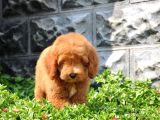 F1B Goldendoodle Yavrularimiz